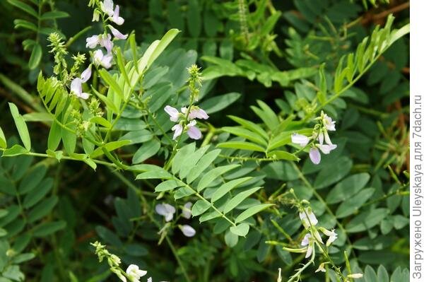  

Галега лекарственная хороша для диабетиков, фото автора
