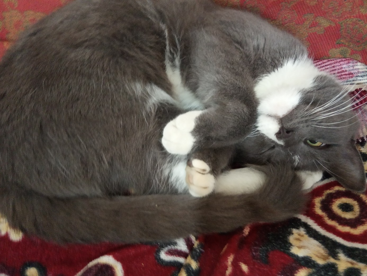 Фото котика