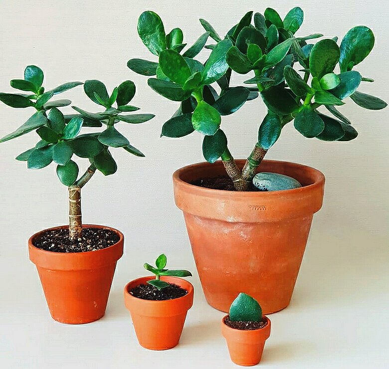 Толстянка денежное дерево. Крассула (денежное дерево). Толстянка (Crassula). Крассула толстянка денежное.