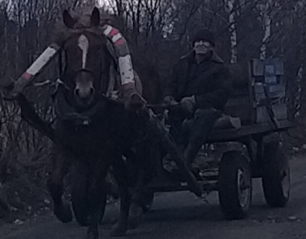 Лошадь без маски