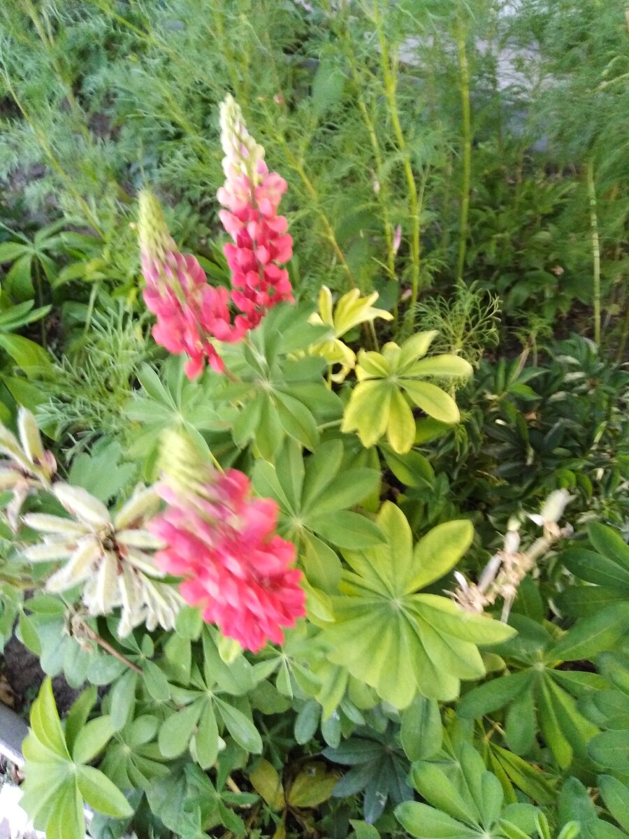  Фото из  архива автора канала.