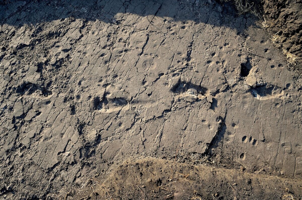 Следы древнего человека, обнаруженные в Африке.