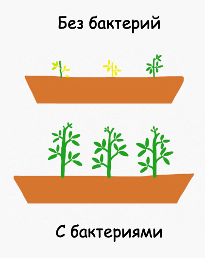 Рост и состояние растений с внесёнными в почву бактериями заметно лучше, чем у контрольных растений. 