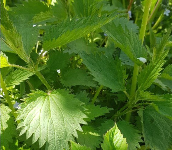 Молодая крапивка