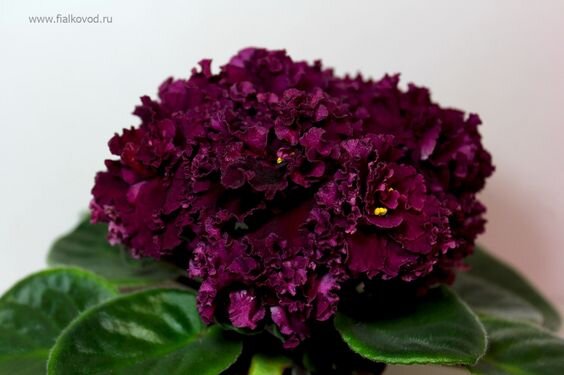 https://www.pinterest.ru/pin/819514463420603419/