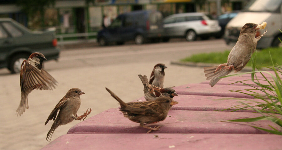 Яндекс. Картинки.