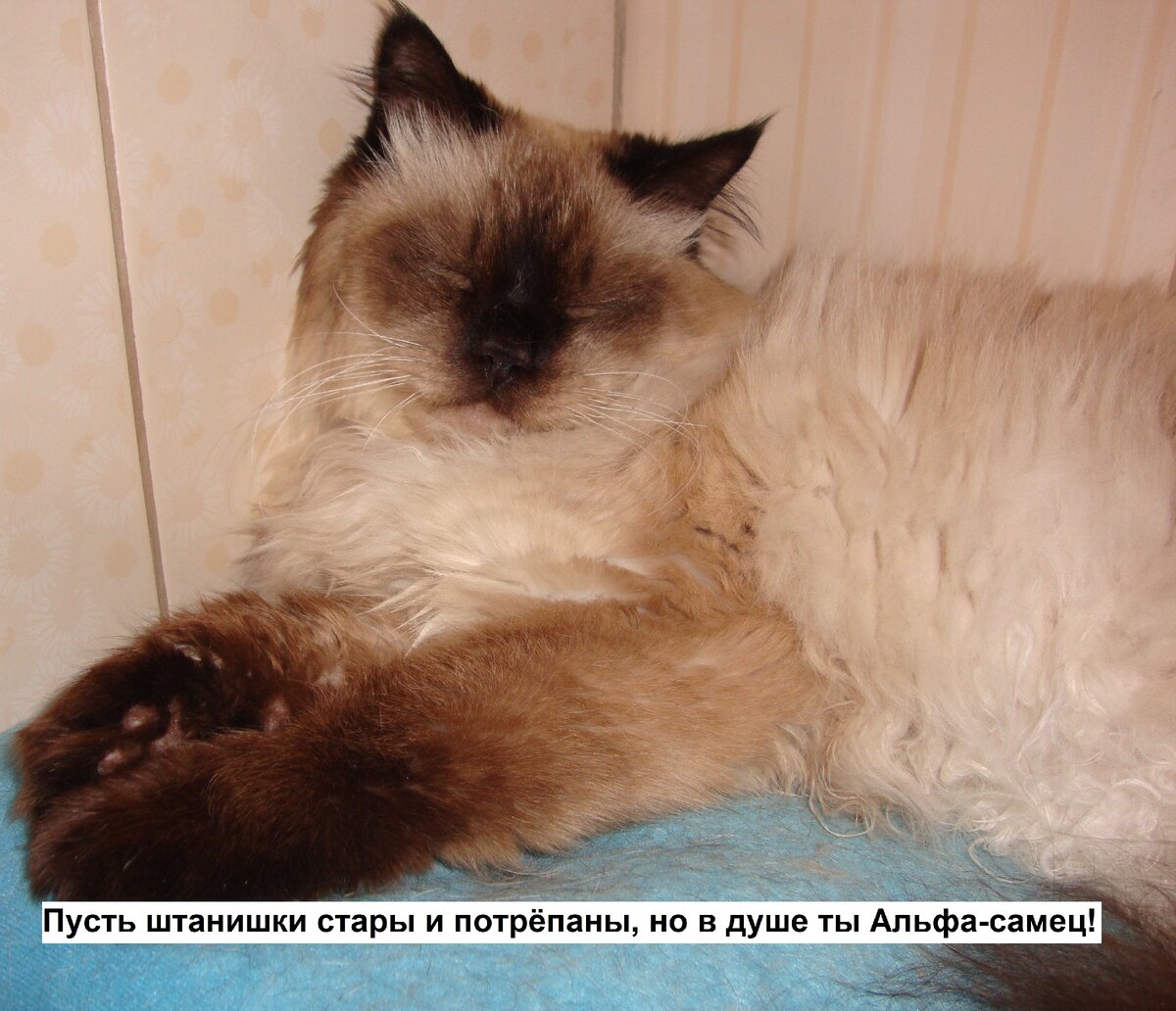 Любимое место на плитке – тепло и свой уголок. 