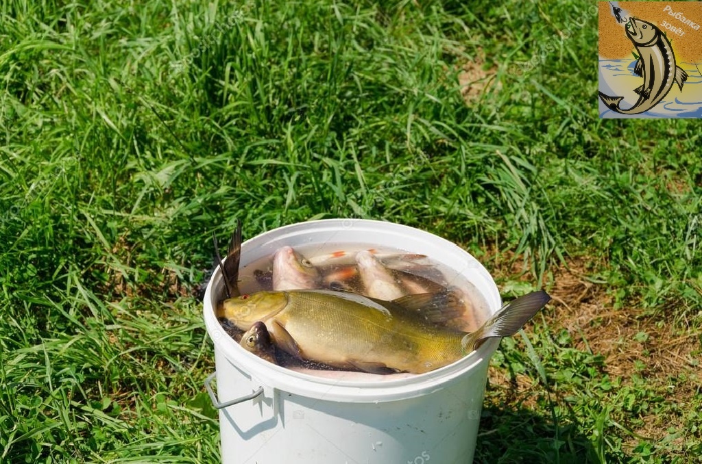 Ловите рыбку по количеству не больше майонезного ведёрочка.