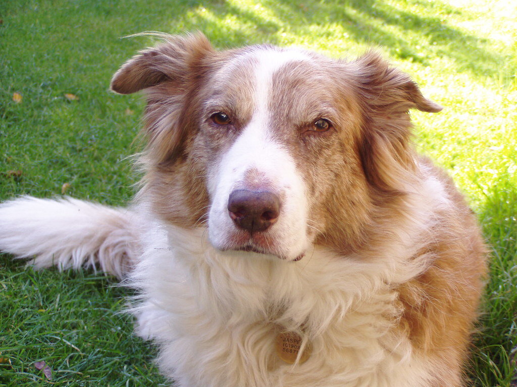 Фотобанк: flickr.com 