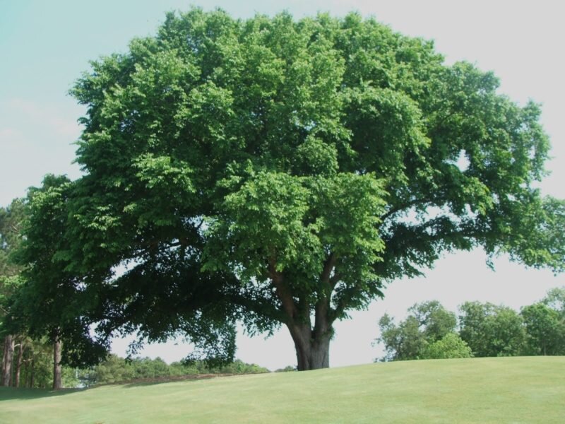 Вяз голандский Вредеи, Ulmus hollandica Wredei, цена, купить Киев, уход, посадка, описание, фото.