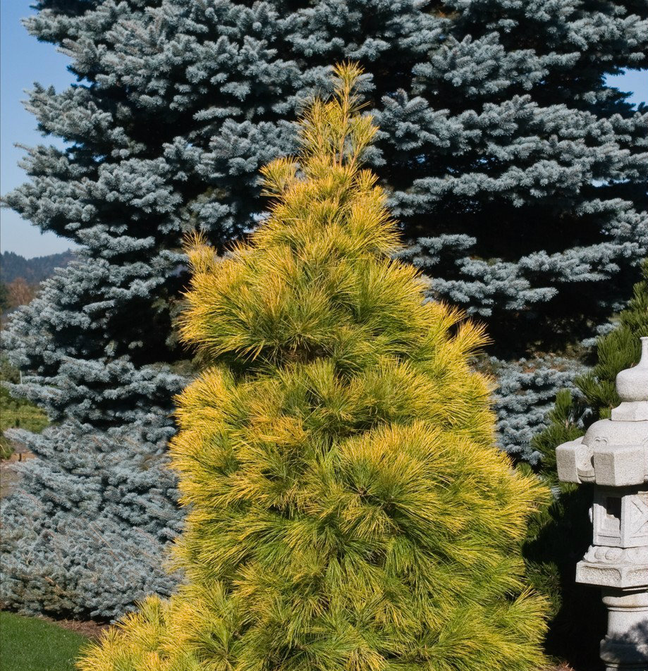 Посадка и выращивание