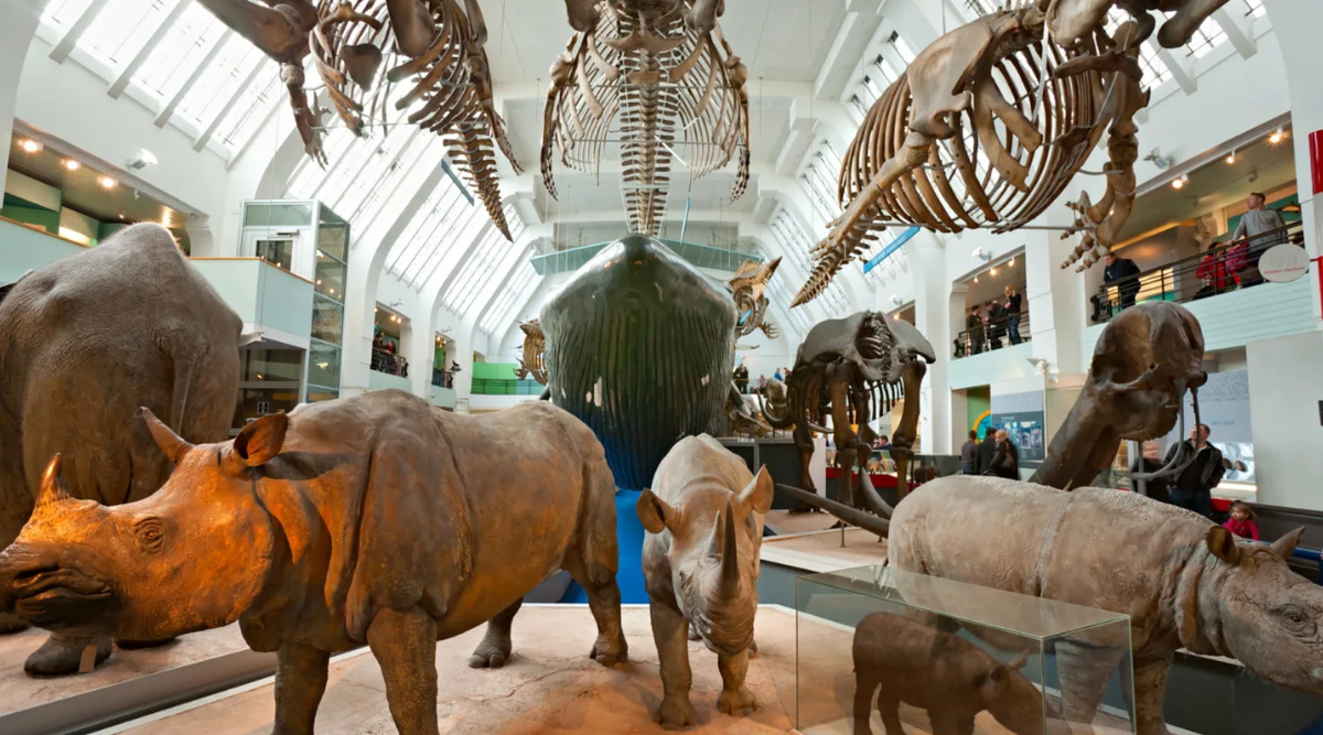 Музей естественной истории Татарстана