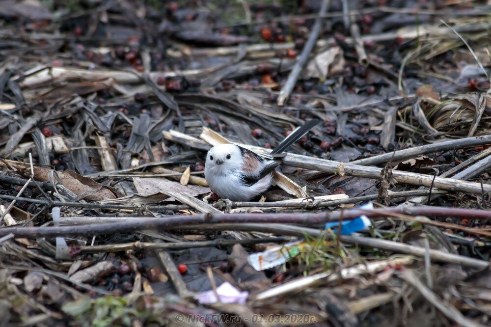 2. Ополовник выискивает ягоды среди бычков и прочего мусора © NickFW.ru - 01.03.2020г.