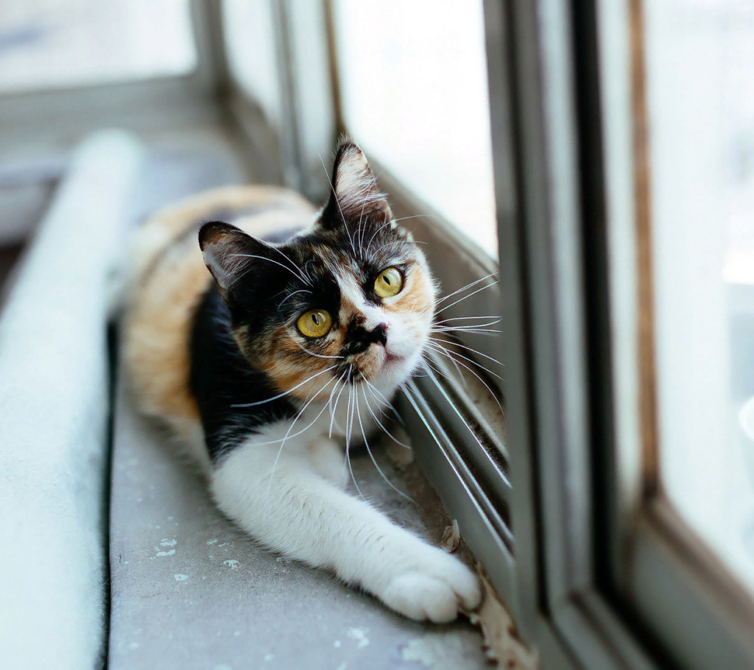 Пластиковые окна кошки. Кошка на окне. Кот на подоконнике. Кошки на окошке. Коты в окне.