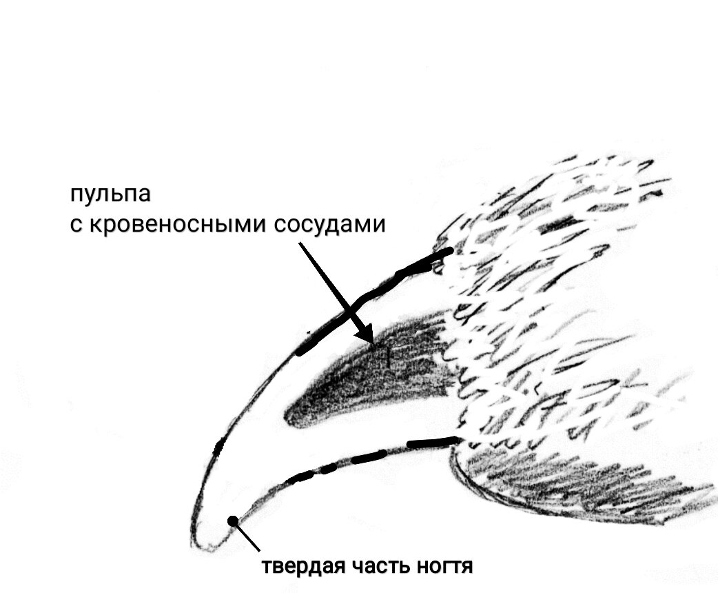 Строение когтя собаки