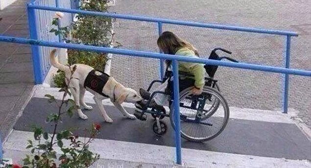 2. Собака-помощник инвалида

Если кто-то спросит, почему собака лучший друг человека, покажите ему это фото