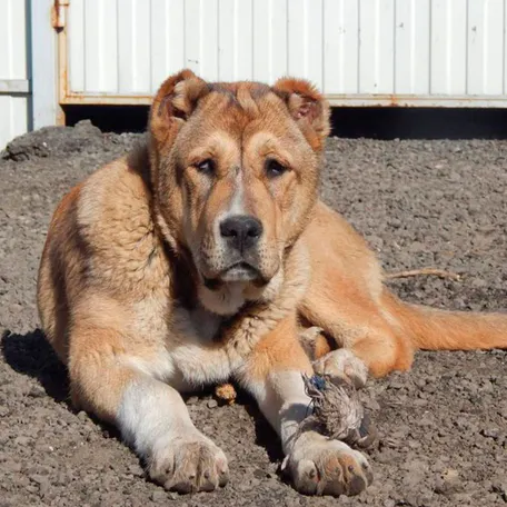 Крупные габариты и суровая внешность создают пугающее впечатление у недоброжелателей и отпугивают их. Гампры признаны национальным достоянием Армении, ее брендом, и охраняются государством. Были на грани исчезновения во время геноцида армян больше 100 лет назад. Турки убивали их первыми, так как они до последней капли крови защищали хозяина и его семью.