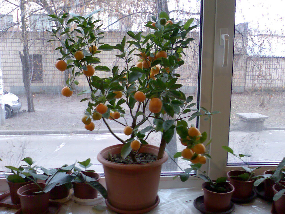 Апельсин уход в домашних условиях