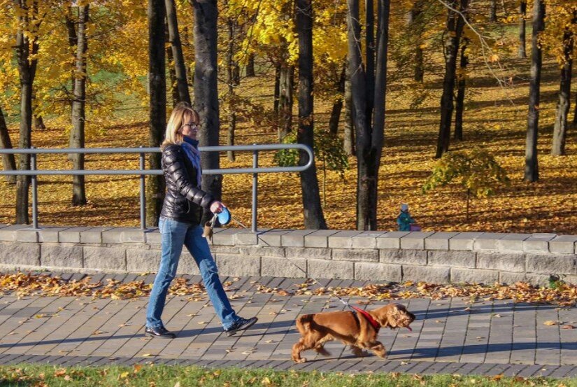 Можно начать прогулки даже с выгулом собак. Это тоже очень полезно насыщать организм кислородом