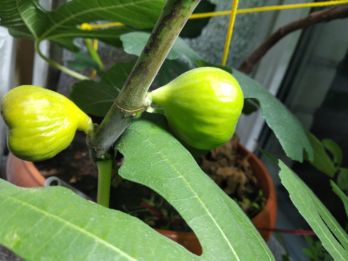 Мой созревший инжир