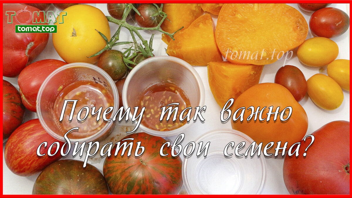 Семена томатов