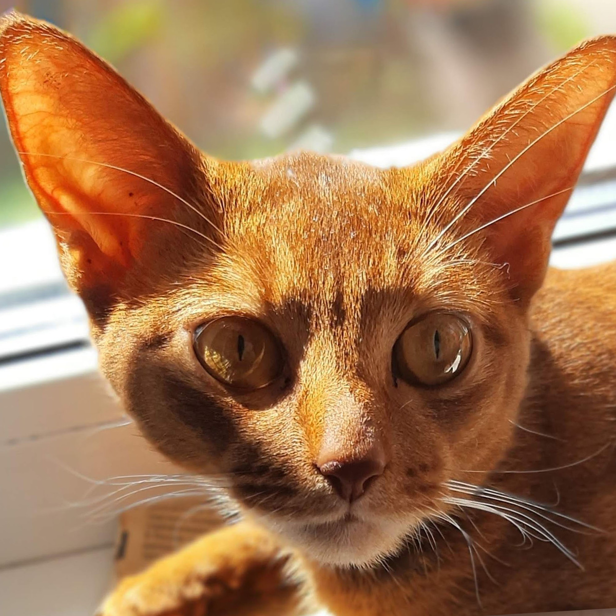 Наша Абиссинская кошка зовут Баста (Бася) #kisfot #basta 