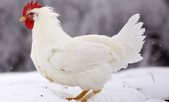 Фото из открытых источников