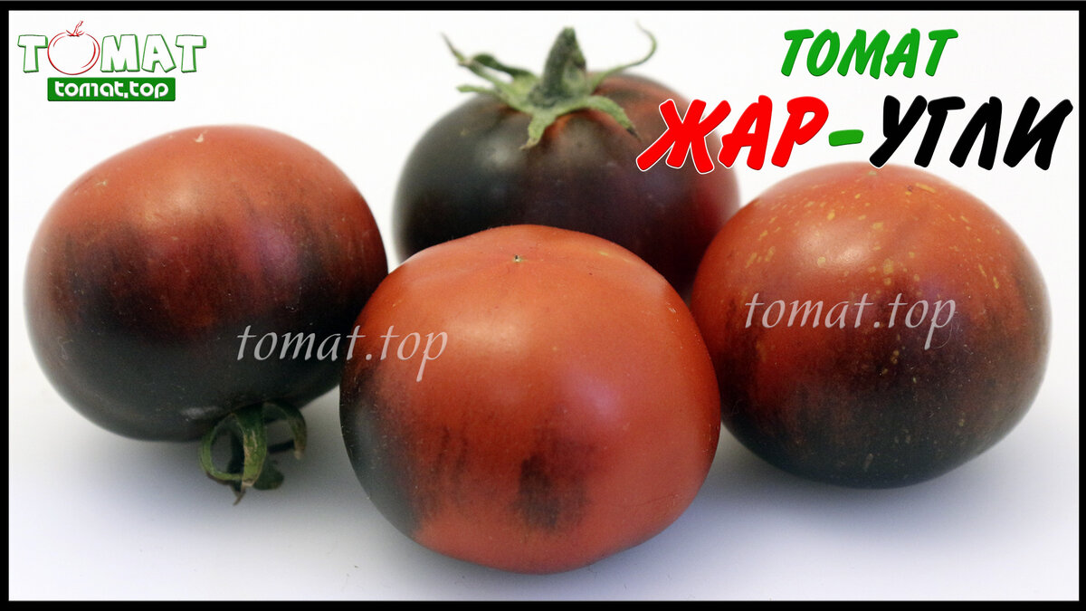 Помидор Жар-угли. Сибирский сад