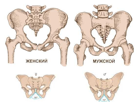Женский таз шире, чем мужской. Это наше приспособление для родов, чтобы ребёнок смог пройти через родовые пути.