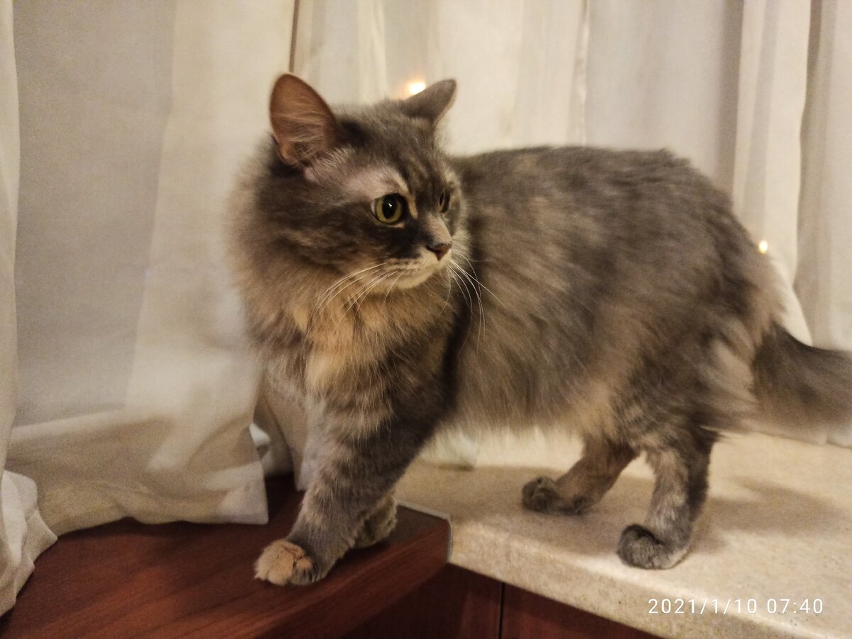 Кошка Маняшка