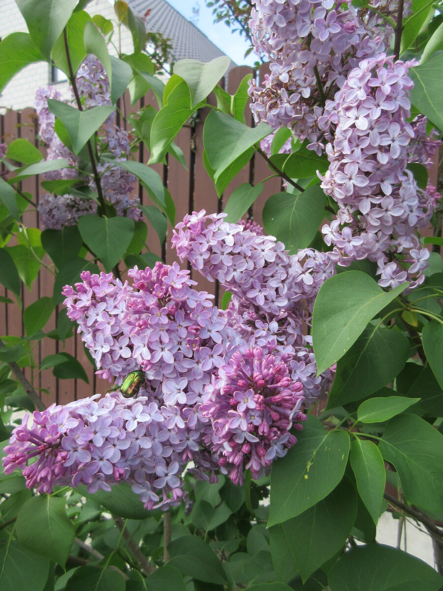 Наша первая сирень сиреневого цвета))