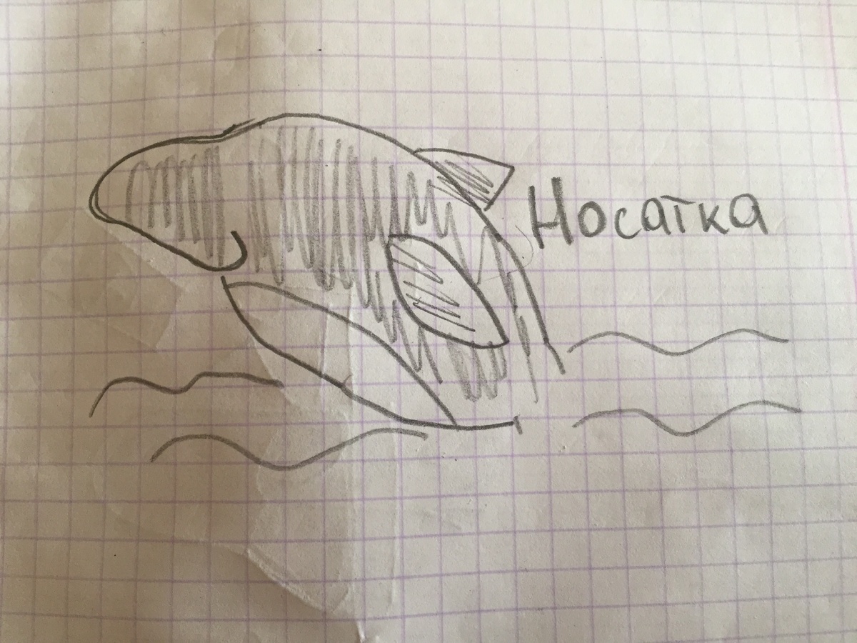 Среди теплых волн плещется НОСатка