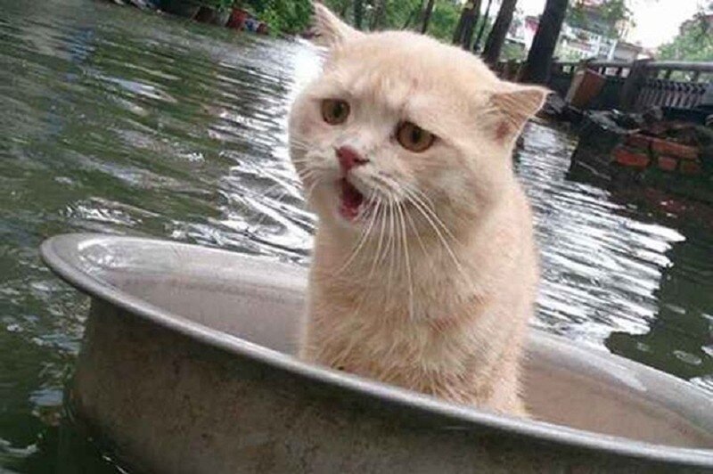 Котик. Источник фото: https://koteiki.com/vo-vremya-navodneniya-etot-kot-pridumal-ochen-originalnyj-sposob-ne-utonut-umnichka/