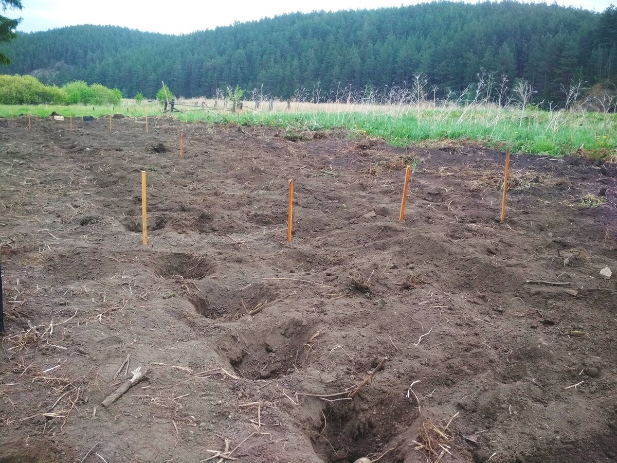 Часть нашего поля и великолепного вида