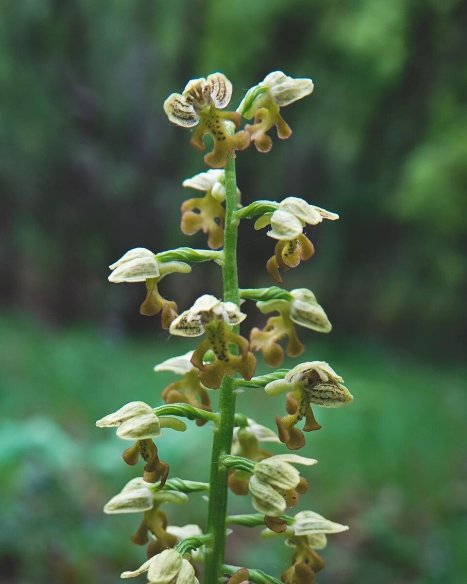 Ятрышник мелкоточечный