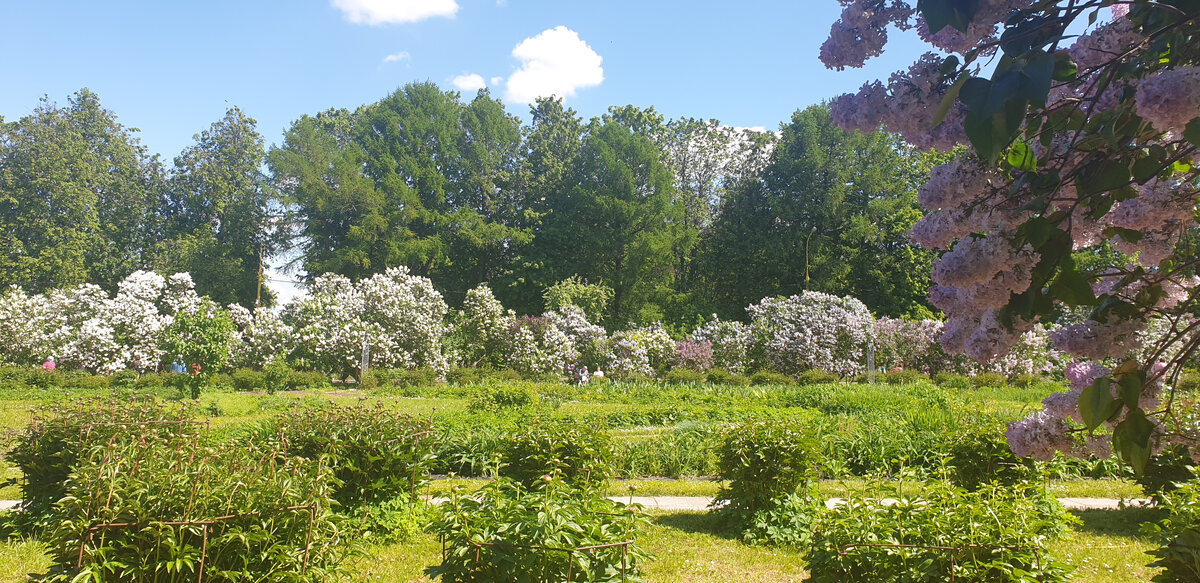 Ботанический сад МГУ на Воробьевых горах https://botsad.msu.ru/  одно из моих любимых мест в Москве. С прошлого года его открыли для свободных прогулок, 200 рублей билет и в любой сезон он порадует вас цветением.  Для посещения без экскурсовода открыта небольшая территория, централизованно водят по всей территории. Была я и на экскурсии, было скучновато. Много названий растений и строгая дисциплина 😊 «не отставать, идти группой, не разбредаться». Не мой формат. Сейчас в саду время сирени. Сложно сказать, сколько деревьев цветет одновременно.  По моим ощущениям, больше сотни. Есть отдельная зона с Колесниковскими сортами. К сожалению, таблички с названиями стоят не у каждого куста. В моей идеальной картинке - прогулялся между рядов, выбрал подходящий сорт и купил в магазине рядом, но увы… 
Для приятной прогулки лучше приезжать к 10 утра, часик прогулок практически в одиночестве вам гарантирован. Кстати, по вторникам для пенсионеров посещение бесплатное, в остальные дни билет 150 рублей.  
Если соберетесь зайти в магазин при саде, запаситесь терпением. Или мне не повезло или что-то неправильно организовано. Отвыкли мы уже от часовых очередей.

