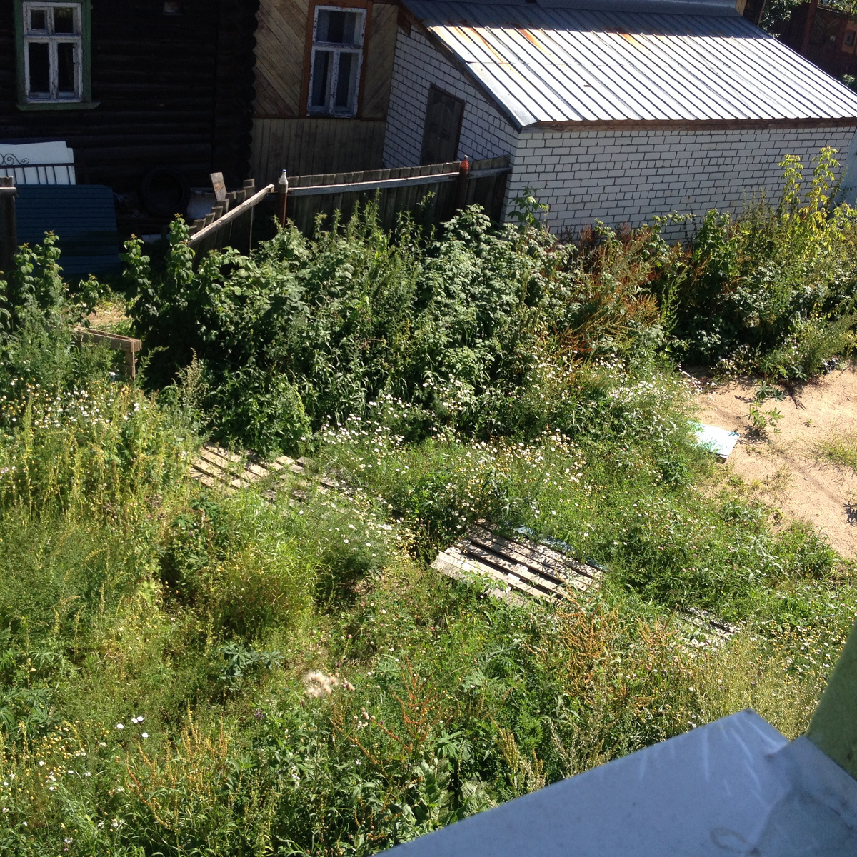 Сорняки высотой с забор.  Где-то там скрывается ремонтантная малина.