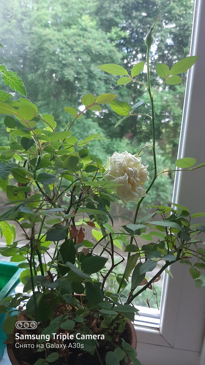 Фото автора.Розочка на подоконнике.