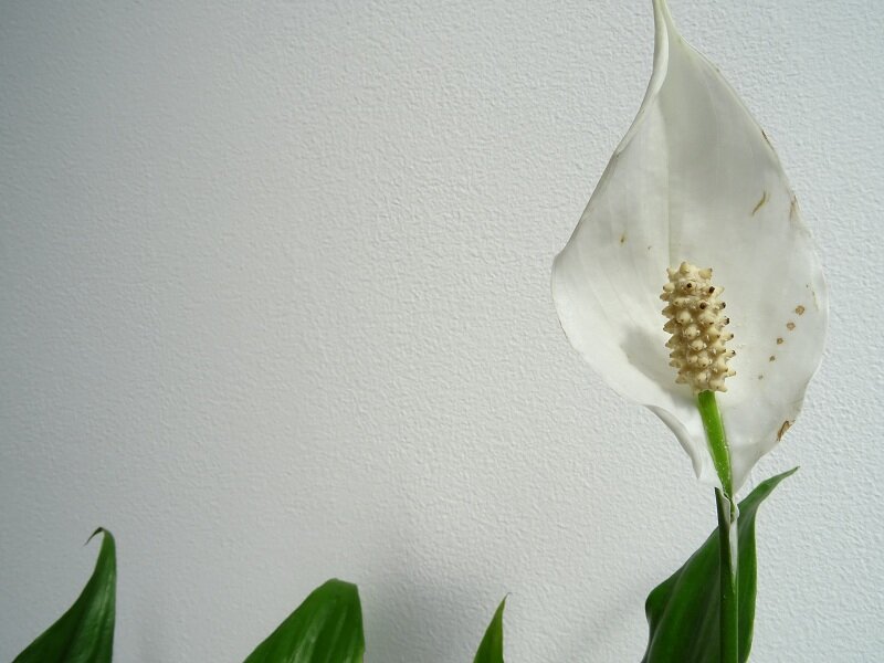 Цветок спатифиллум (Фото используется по стандартной лицензии ©azbukaogorodnika.ru)