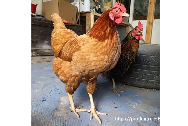 куры хромают на одну ногу. правильный окрас крыльев у адлерской серебристой. курица стоящая на одной ноге. курица стала хромать на одну ногу. курица хромает на одну ногу.
