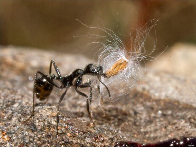Муравей, несущий семя.