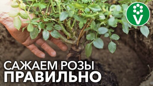 КАК ПОСАДИТЬ РОЗЫ ОСЕНЬЮ? Важные нюансы при осенней посадке роз