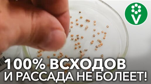 ВСЕГДА ДОБАВЛЯЮ ЭТО ПРИ ПРОРАЩИВАНИИ СЕМЯН томатов и перцев! 100% всхожесть и рассада не болеет