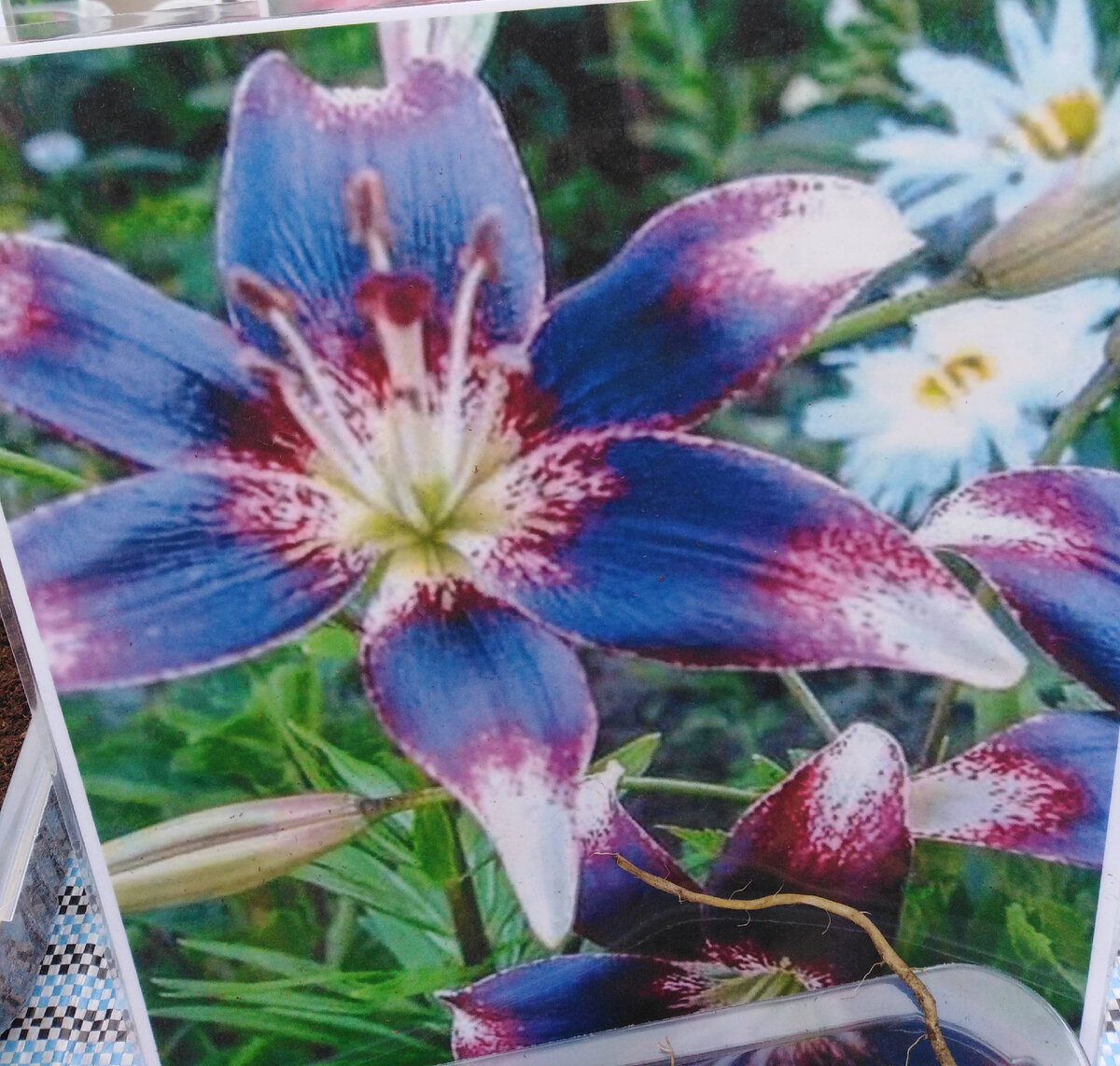 продавец обещал такую лилию