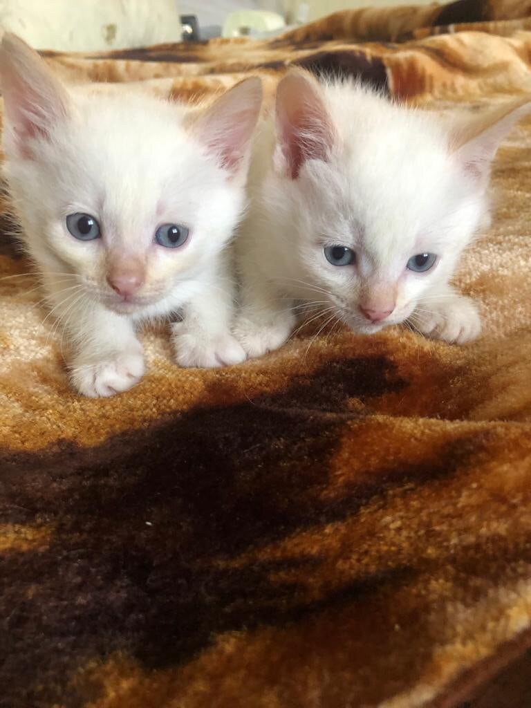 Котяточки