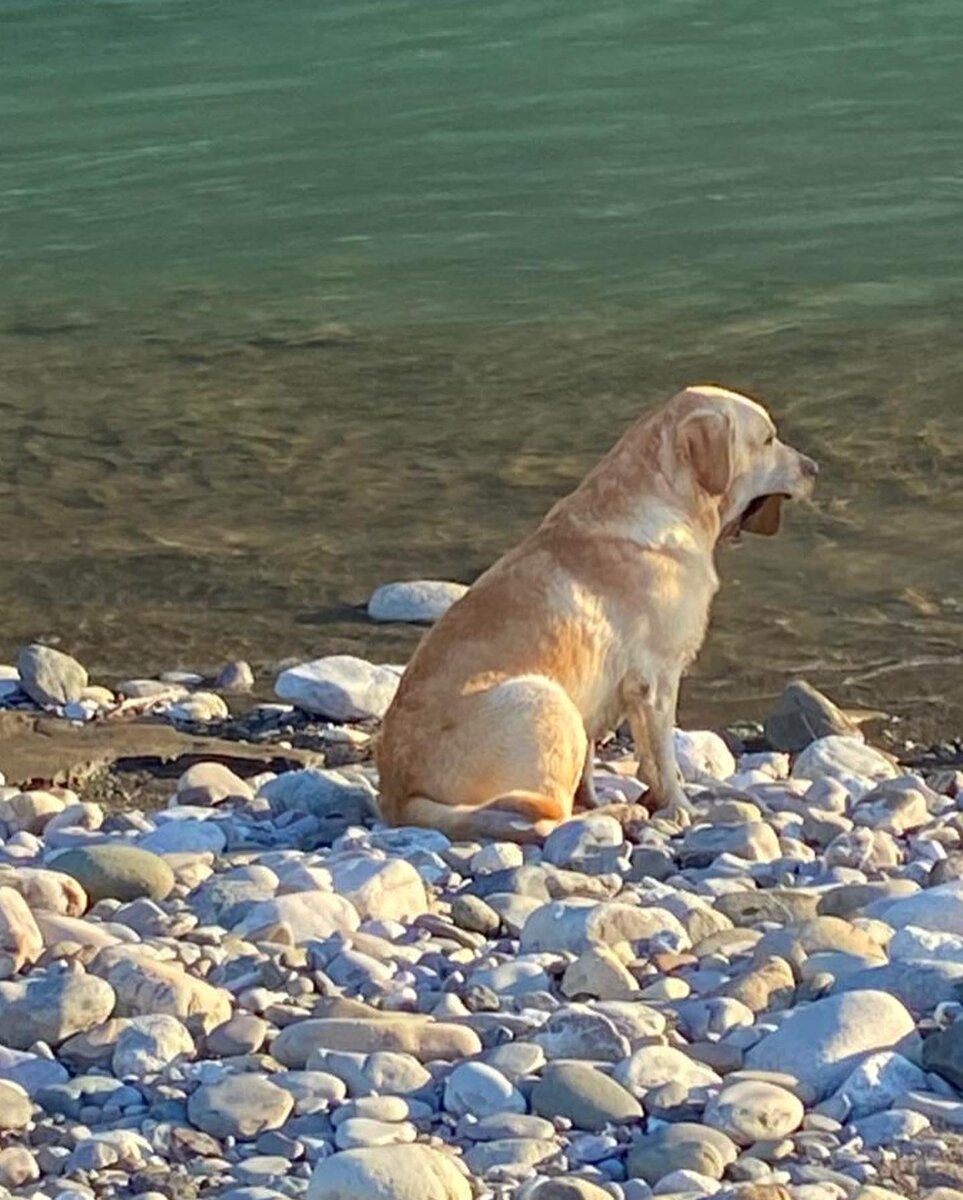 у собаки в зубах камень! Никто не знает зачем)