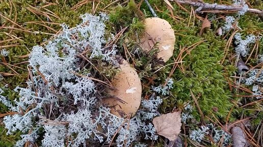 Зеленушка (Tricholoma equestre). Как выглядит гриб на месте произрастания.