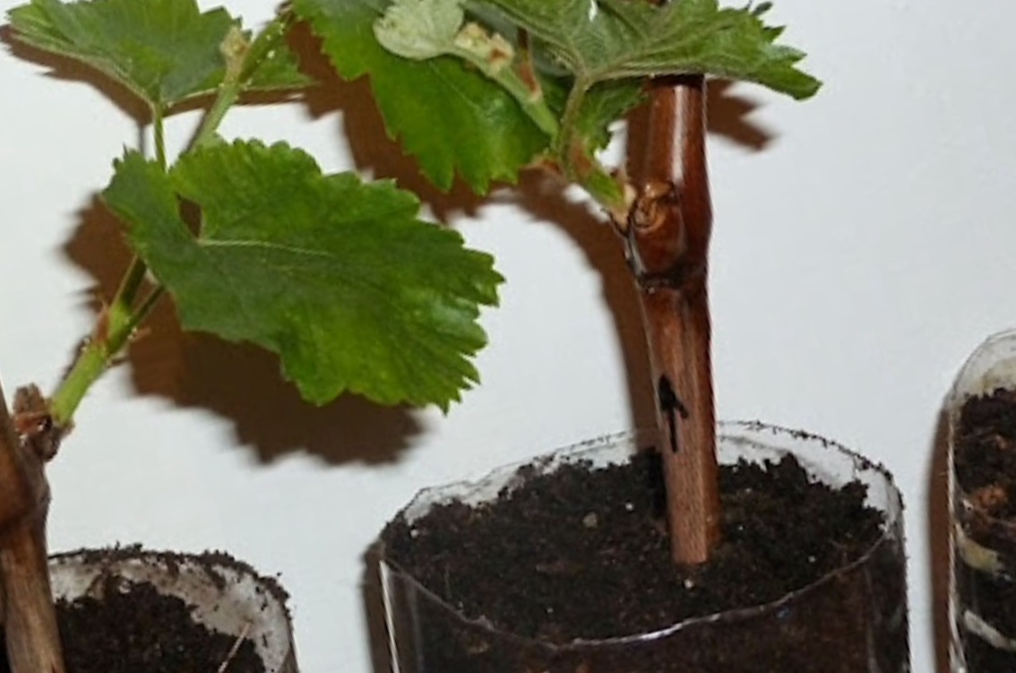 Черенки винограда 