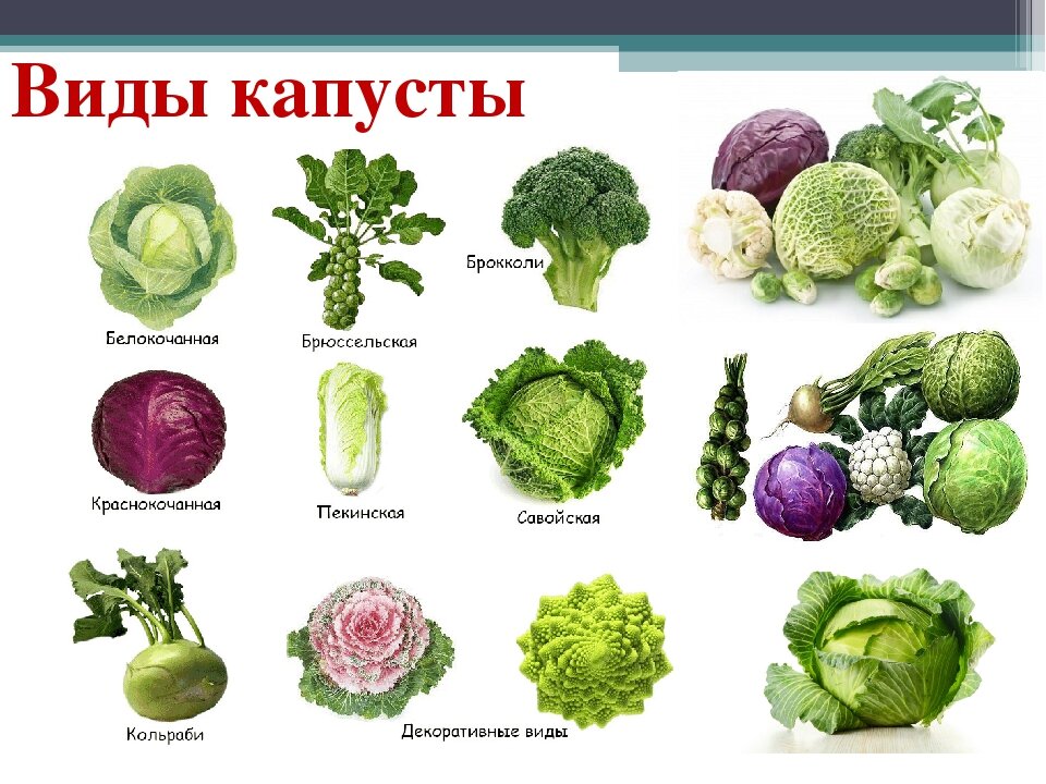 Виды овощей фото и названия