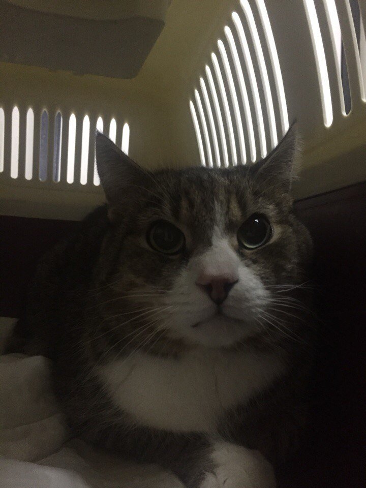 Вася приехал на первый осмотр ветеринара. В глазах полная безысходность и смирение